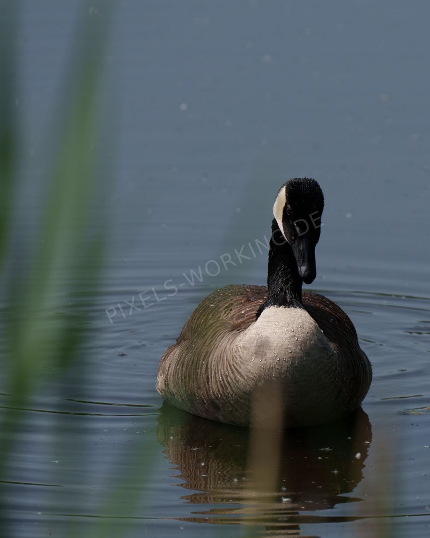 260525_Wagbachniederung