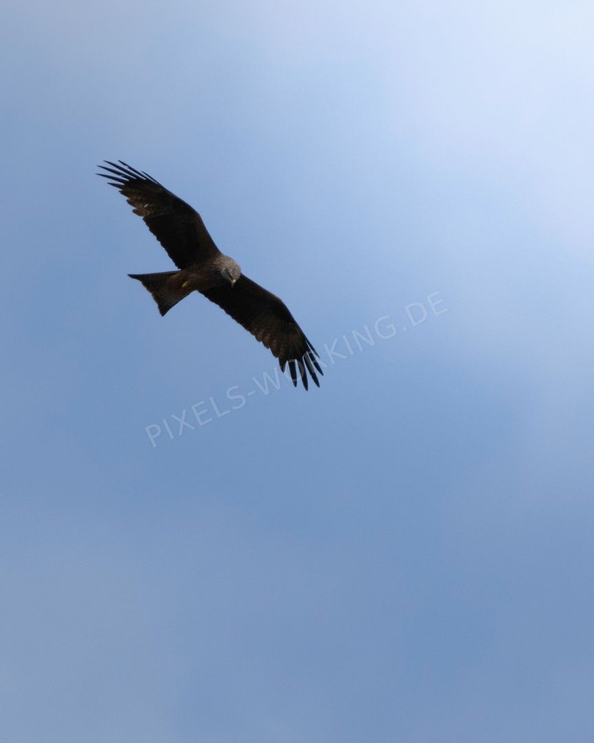 260606_Wildlife