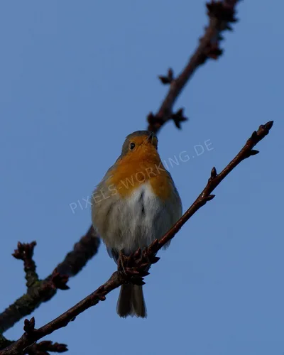DSC01201_DxO