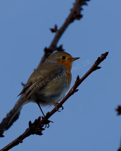 DSC01206_DxO