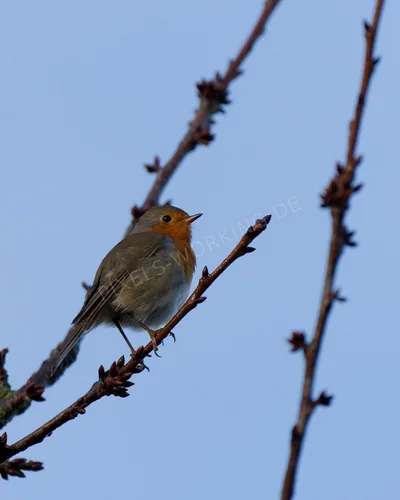 DSC01220_DxO