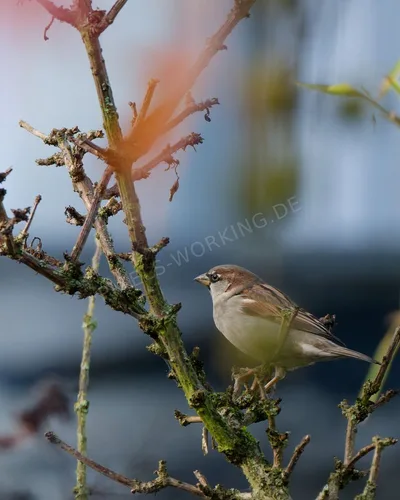 DSC01242_DxO