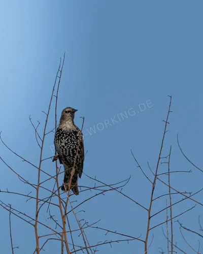 MI_DSC09530