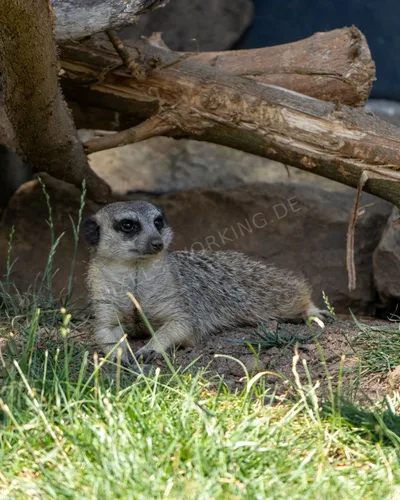 MI_DSC08580